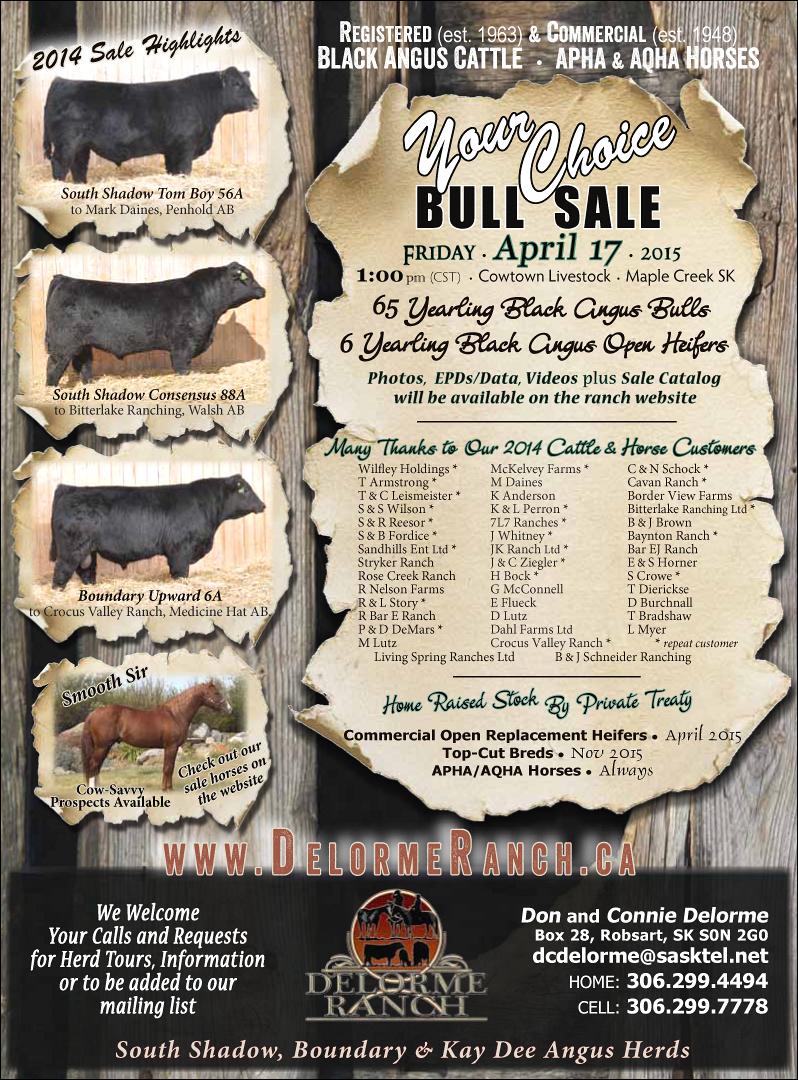Your Choice Bull Sale