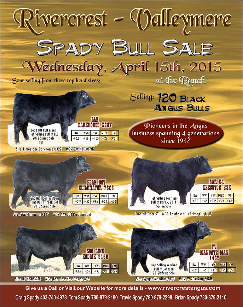 Spady Bull Sale