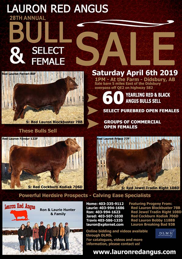 Lauron Red Angus