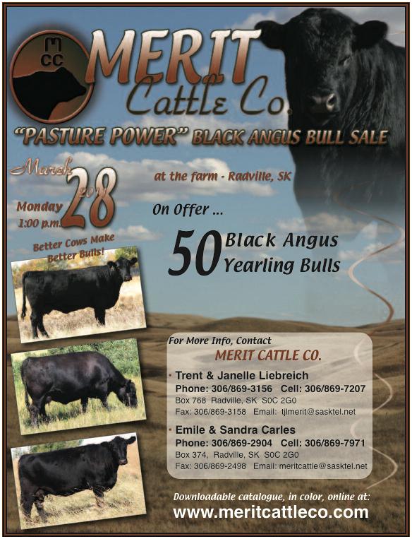 Merit Bull Sale