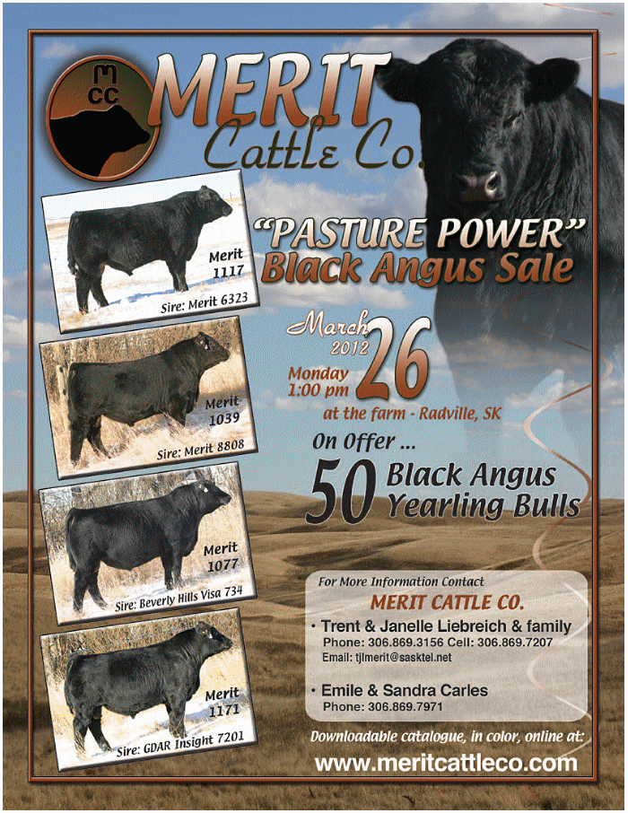 Merit Bull Sale