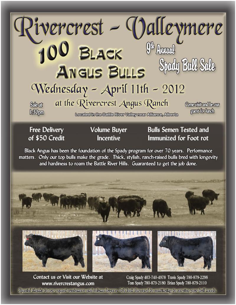 Spady Bull Sale