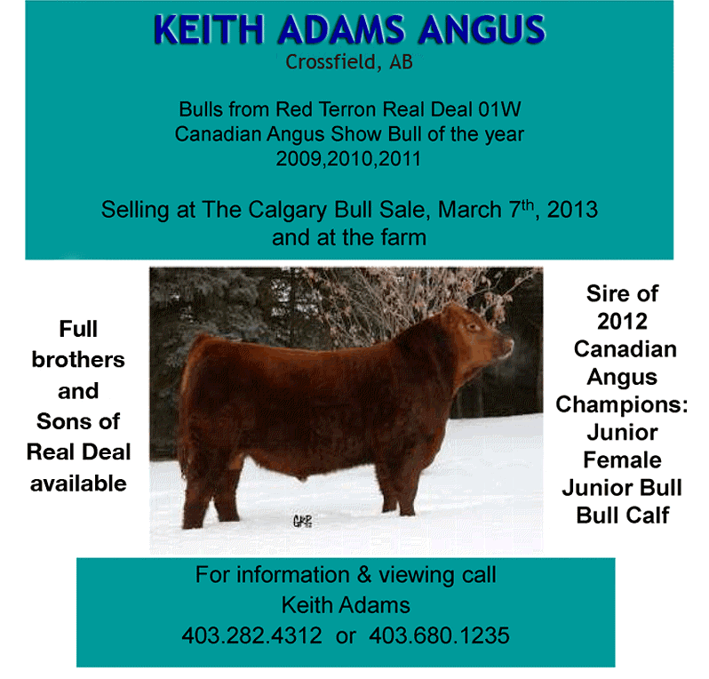 Keith Adams Angus