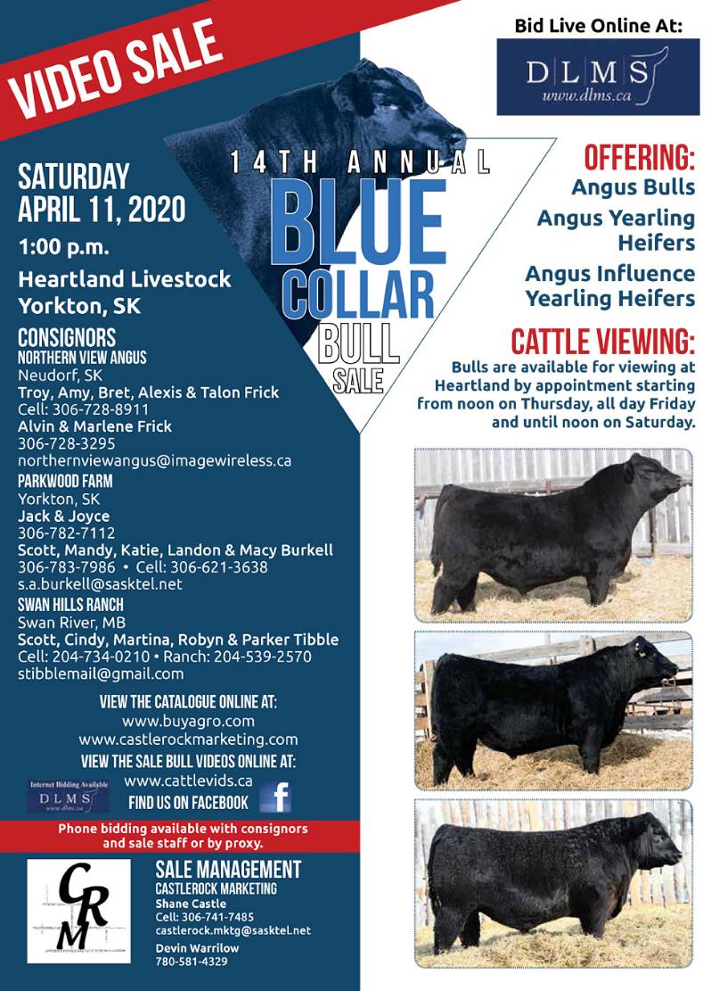 Blue Collar Bull Sale