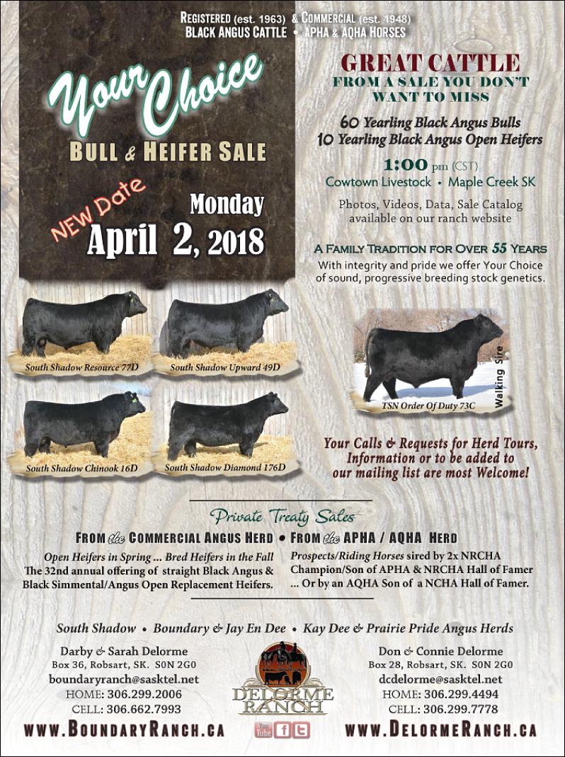 Your Choice Bull Sale