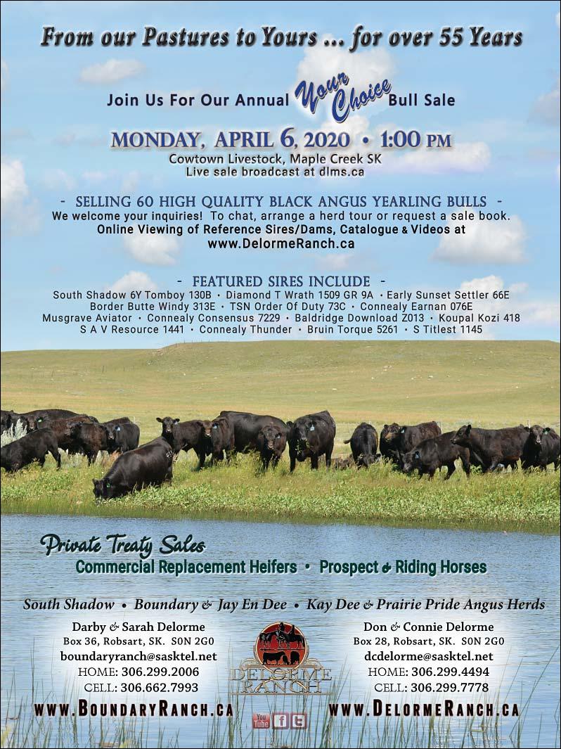 Your Choice Bull Sale