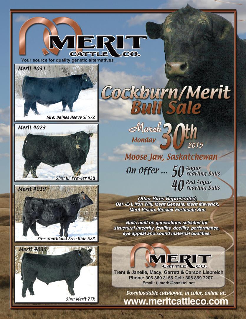 Merit Cattle Co.