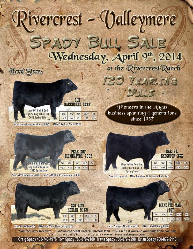 Spady Bull Sale