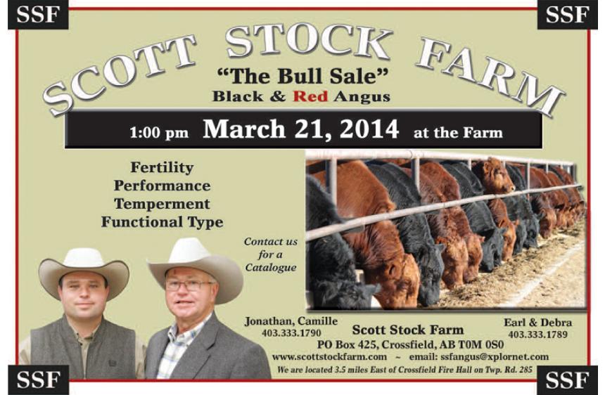 SSF Bull Sale