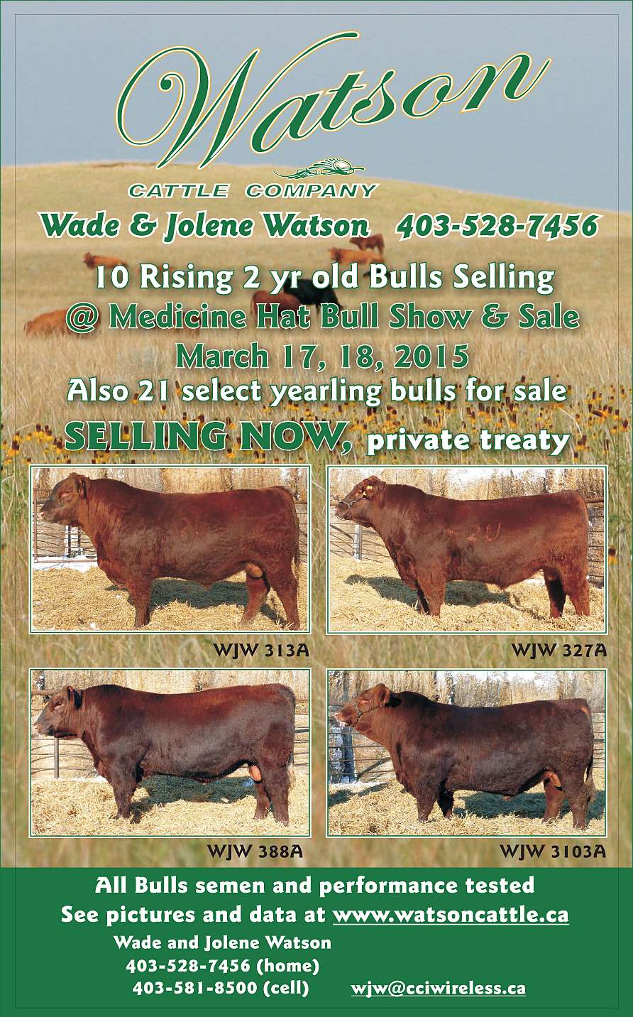 Watson Cattle