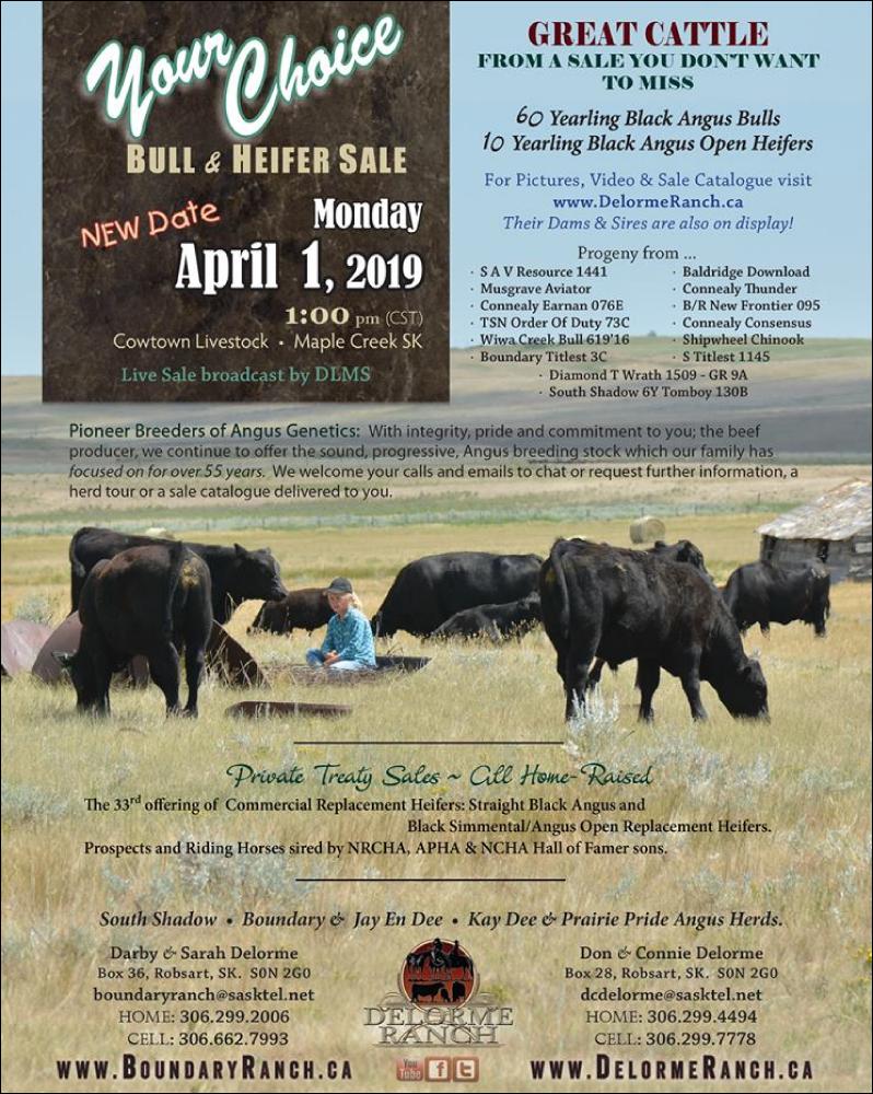 Your Choice Bull Sale