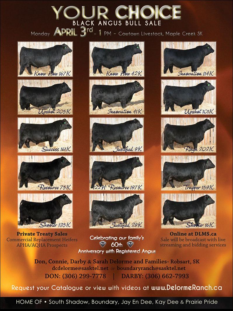 Your Choice Bull Sale