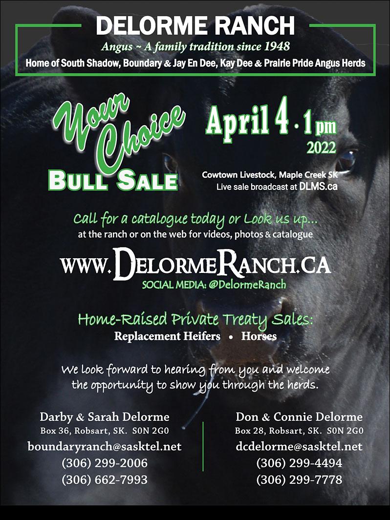 Your Choice Bull Sale