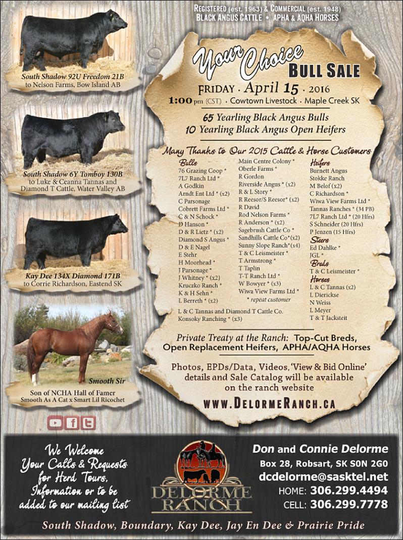 Your Choice Bull Sale