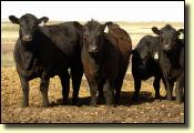 blackheifers