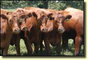 redheifers